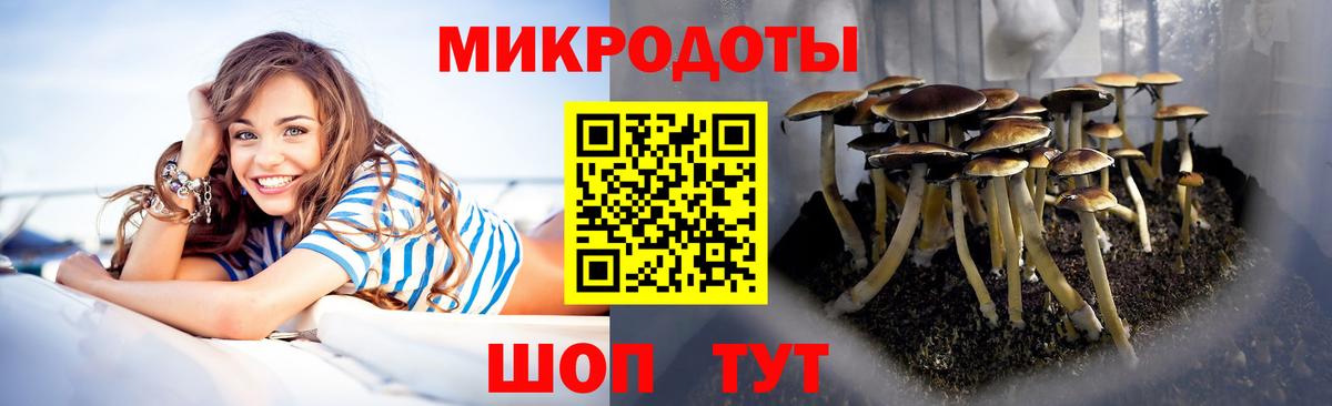 Галлюциногенные грибы Psilocybine cubensis Горно-Алтайск